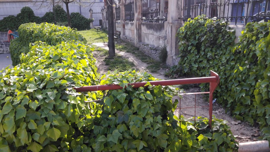 Guanyar Alcoi proposa augmentar els espais per a gossos a Alcoi